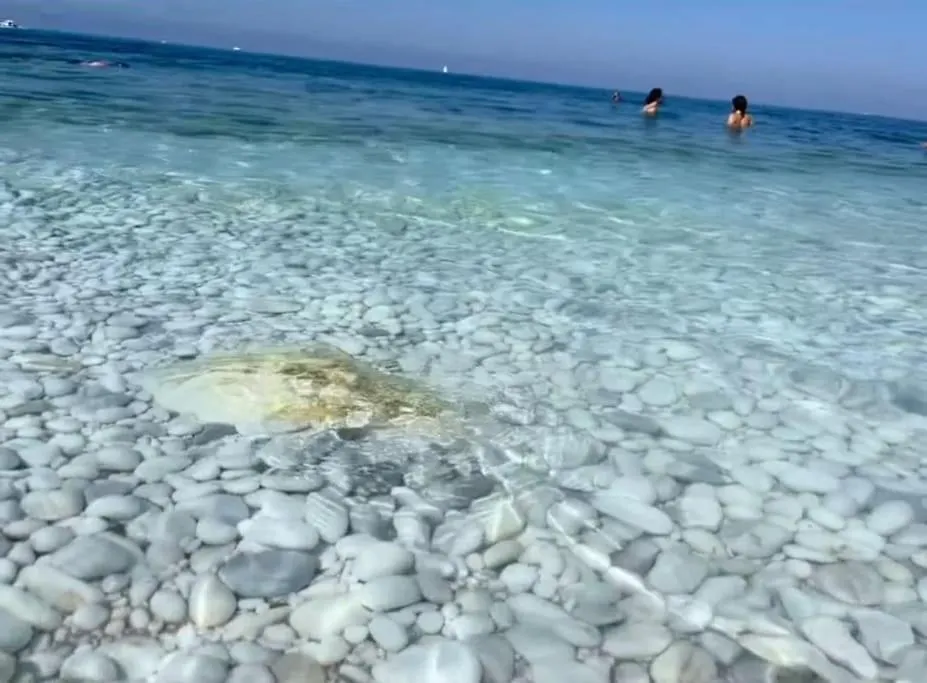 Appartamento Casa Vacanze Marina Di Pisa Catola